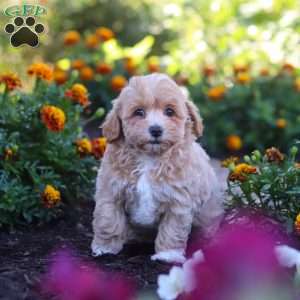 Lily, Havapoo Puppy